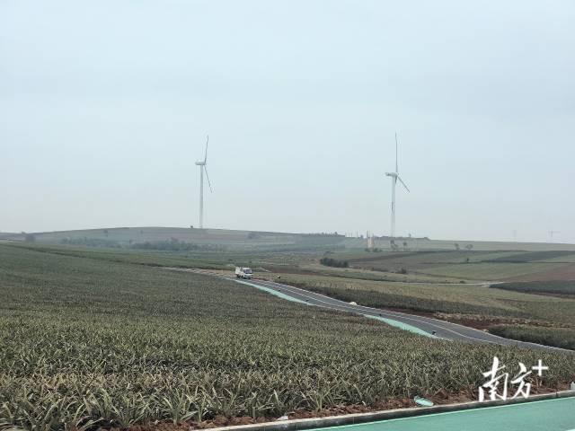 跑友将在“菠萝的海”尽情奔跑。